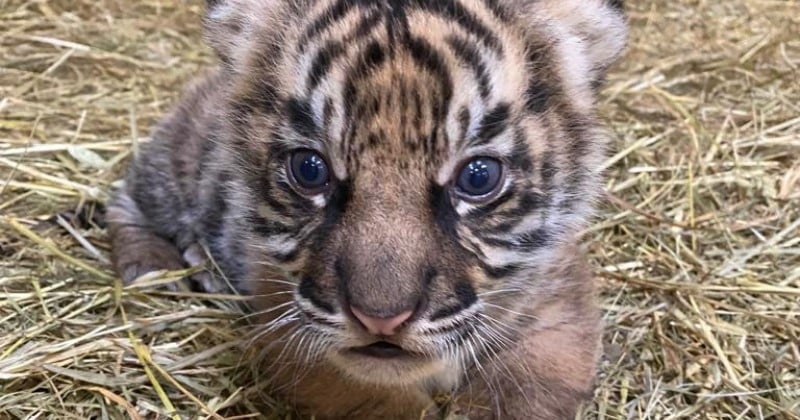 Un bébé tigre mâle est né au zoo d'Amiens grâce à un programme d'élevage pour sauver l'espèce
