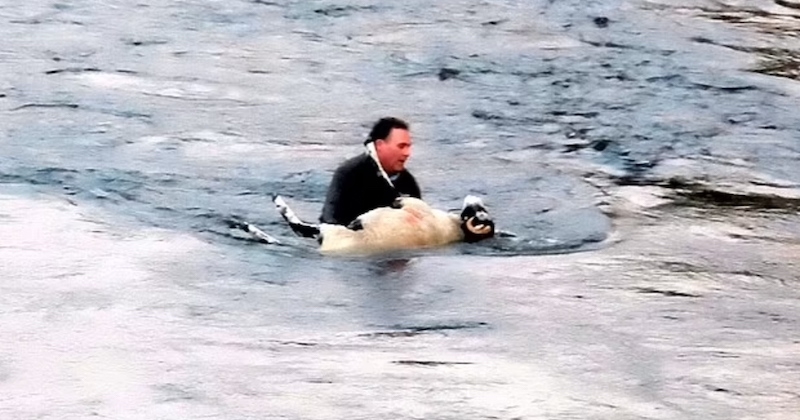 Angleterre : un homme héroïque sauve un mouton qui était en train de se noyer dans une rivière glaciale 
