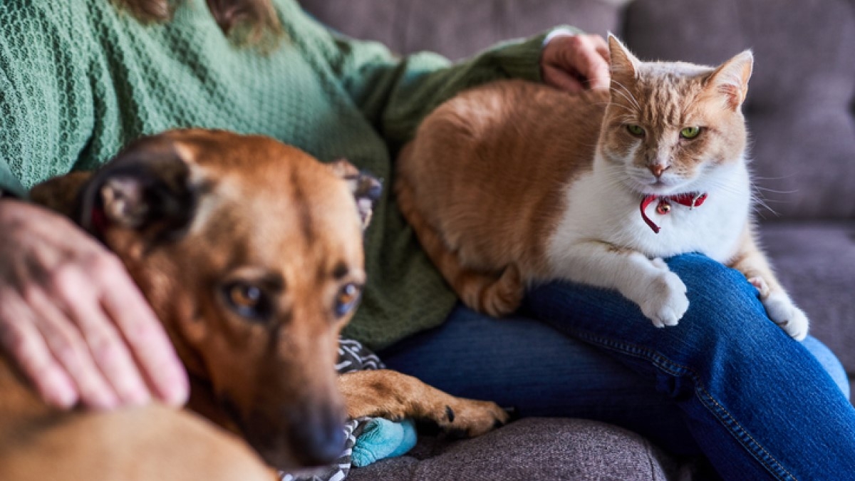 Millionnaire, une retraitée déshérite ses 3 enfants et lègue l'ensemble de sa fortune à... ses animaux de compagnie