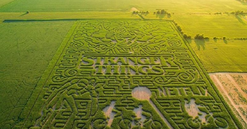 Dans l'Indiana, un labyrinthe géant de maïs rend hommage à la série Stranger Things