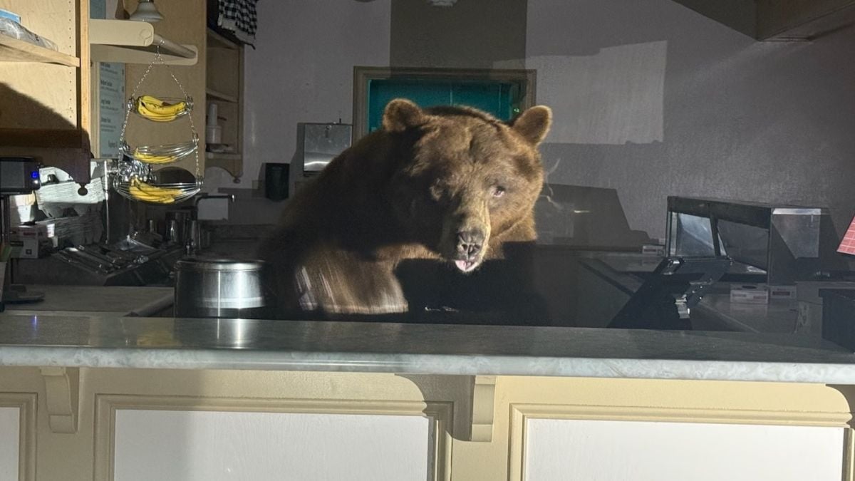 Un ours brun s'introduit chez un glacier en pleine nuit et dévore des glaces à la fraise 