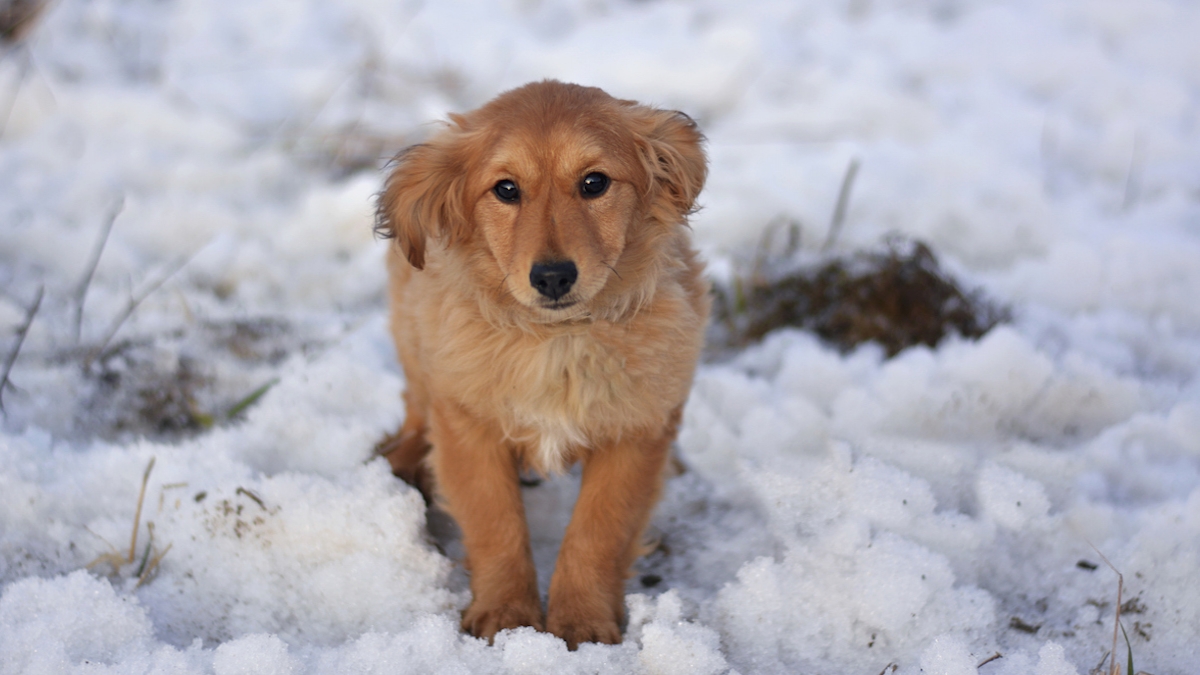 Eure : un incroyable élan de solidarité a permis de sauver un chien errant du froid 