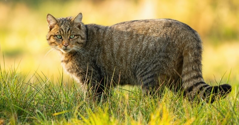 Le chat sauvage est de plus en plus présent en France, notamment en Bourgogne
