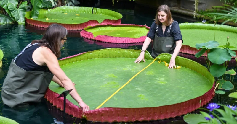 Avec ses 3 mètres de large, la plus grande espèce de nénuphar au monde découverte au Royaume-Uni