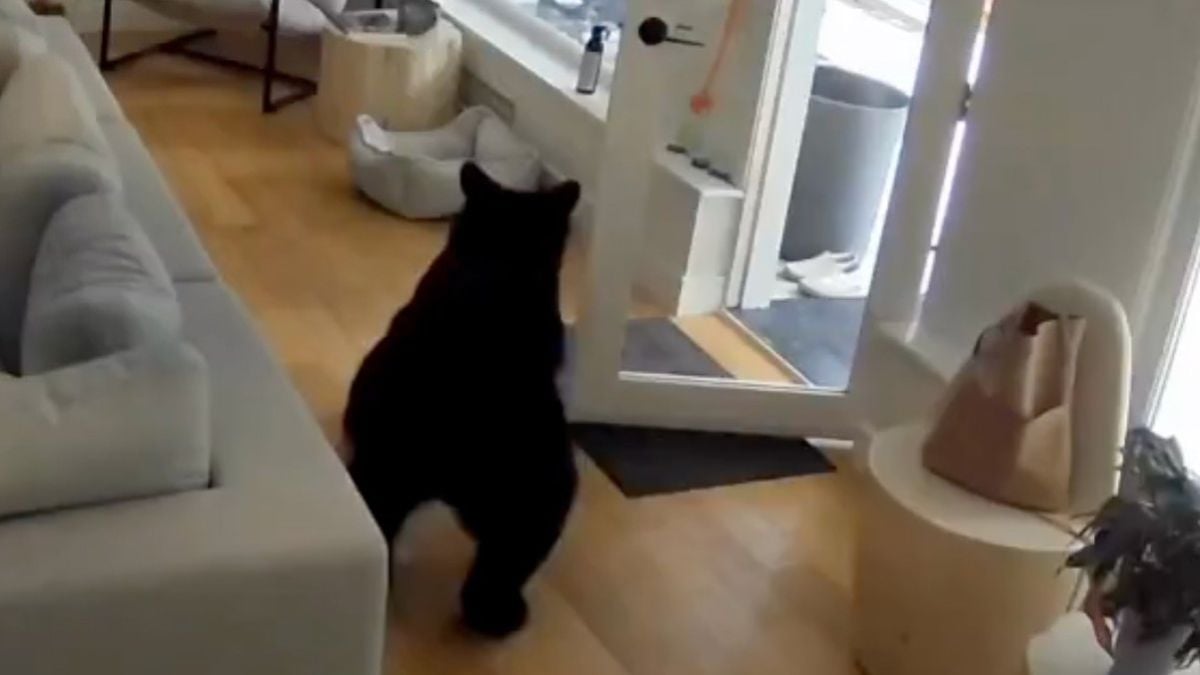 Un chien minuscule fait fuir un ours qui s'est introduit chez sa propriétaire 