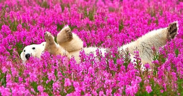 Ces ours polaires en train de jouer dans un champ de fleurs vont égayer votre journée ! Tellement mignon...