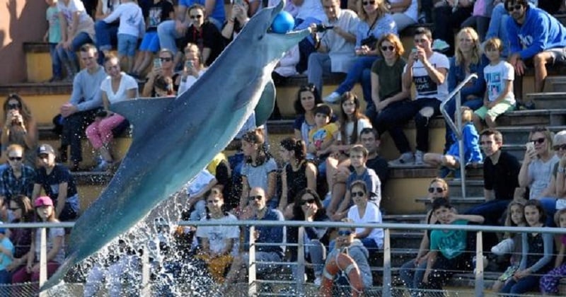 Bien-être animal : les dauphins et otaries du Parc Astérix vont être transférés suite à la fermeture du delphinarium