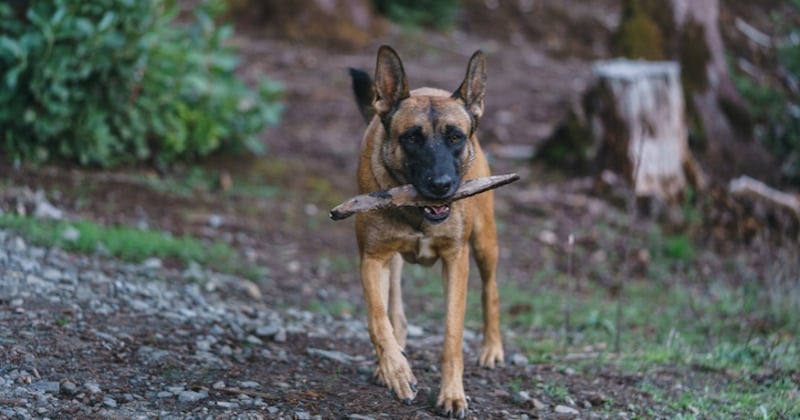 Confondu avec un chevreuil, le chien d'un promeneur abattu par une chasseuse en forêt