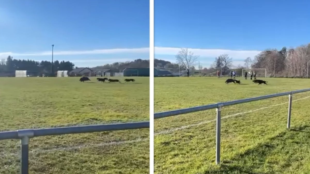 VIDÉO. Avant de jouer au foot, ces joueurs ont eu la surprise de voir un animal sauvage sur leur terrain