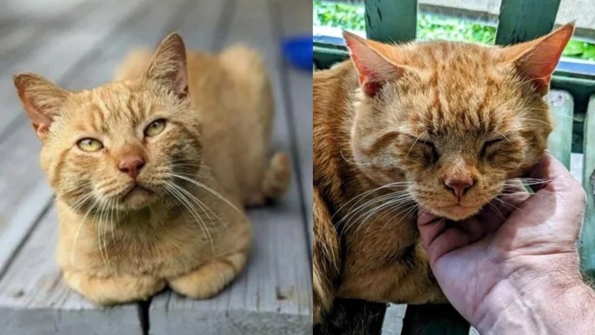 Un chat errant s'enfuit de son foyer d'accueil et parcourt 8 km pour retrouver l'homme qui l'a sauvé