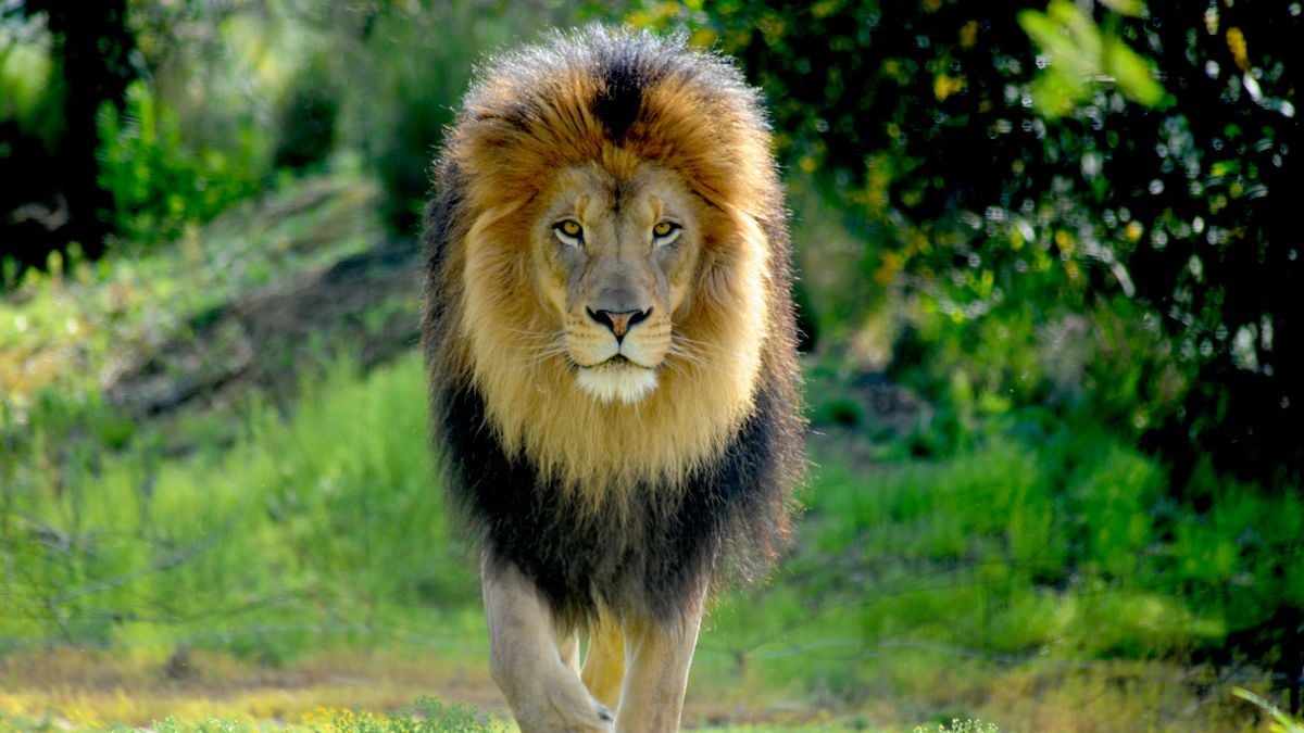 Un homme dévoré vivant dans son jardin par le lion qu'il vient d'acheter comme animal de compagnie