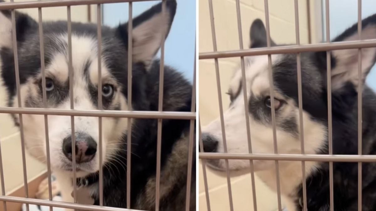 Les larmes de ce husky qui attend depuis 538 jours d'être adopté bouleversent les internautes 