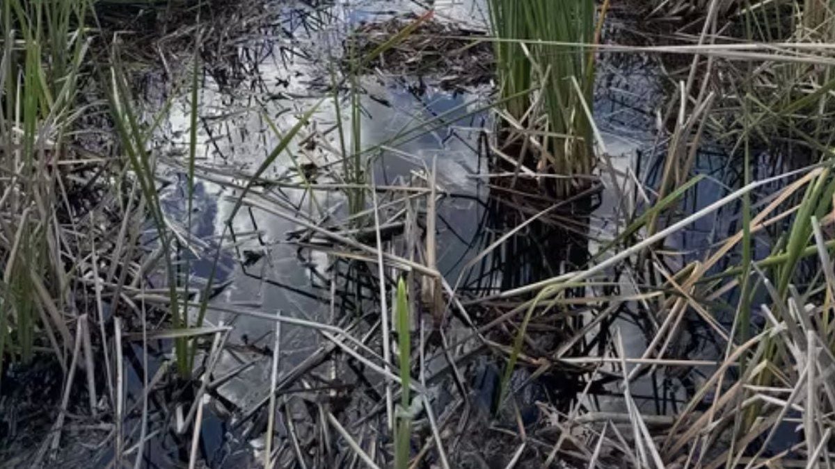 Illusion d'optique : personne n'arrive à trouver l'alligator caché sur cette photo en moins de huit secondes 