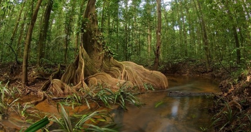 Mines d'Or en Guyane : Un collectif interpelle Emmanuel Macron pour stopper le projet de la « plus grande mine de France » qui met en danger la forêt amazonienne