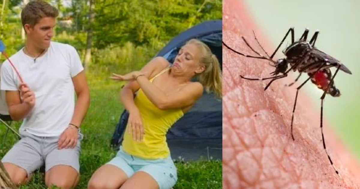 Moustiques : les 5 astuces redoutables pour s'en protéger en camping