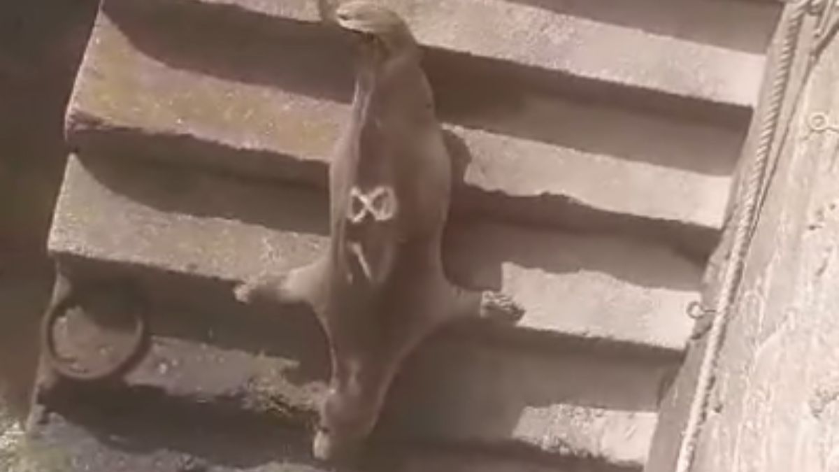 Un ouvrier tombe nez à nez avec un phoque à Saint-Malo, la vidéo fait le buzz sur la toile