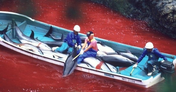 1820 dauphins attendent d'être massacrés dans la baie de Taiji, au Japon... Les survivants finiront leurs jours à amuser les touristes dans les parcs aquatiques du monde entier