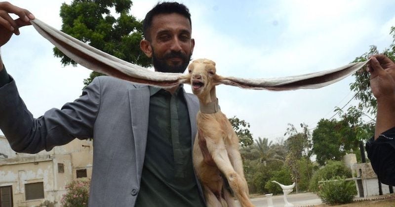 Pakistan : les oreilles de ce chevreau mesurent... 54 centimètres chacune, il devient une star sur le web