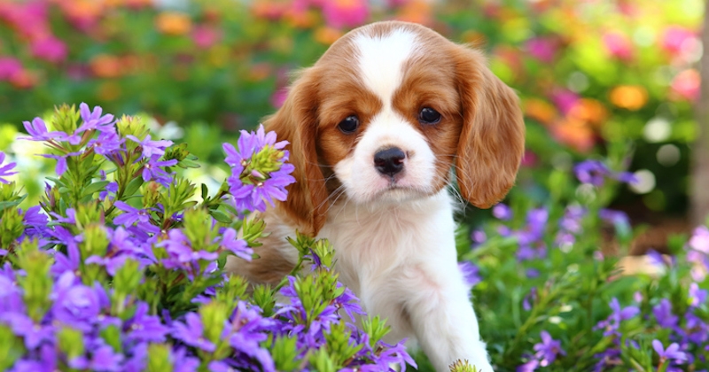 Voici les 10 plantes les plus toxiques pour les chiens 