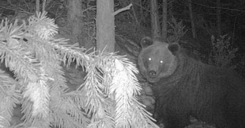 L'ourse Sarousse, introduite en 2006 dans les Pyrénées françaises, abattue par un chasseur côté espagnol