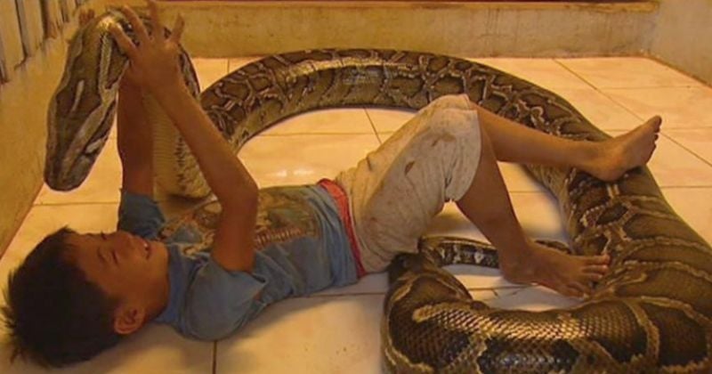 Cet enfant dormait avec un python géant toutes les nuits, mais cela s'est mal terminé