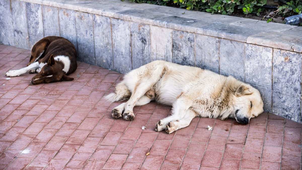 750 000 chiens errants auraient été abattus par les autorités du Maroc en prévision de la prochaine Coupe du monde de football
