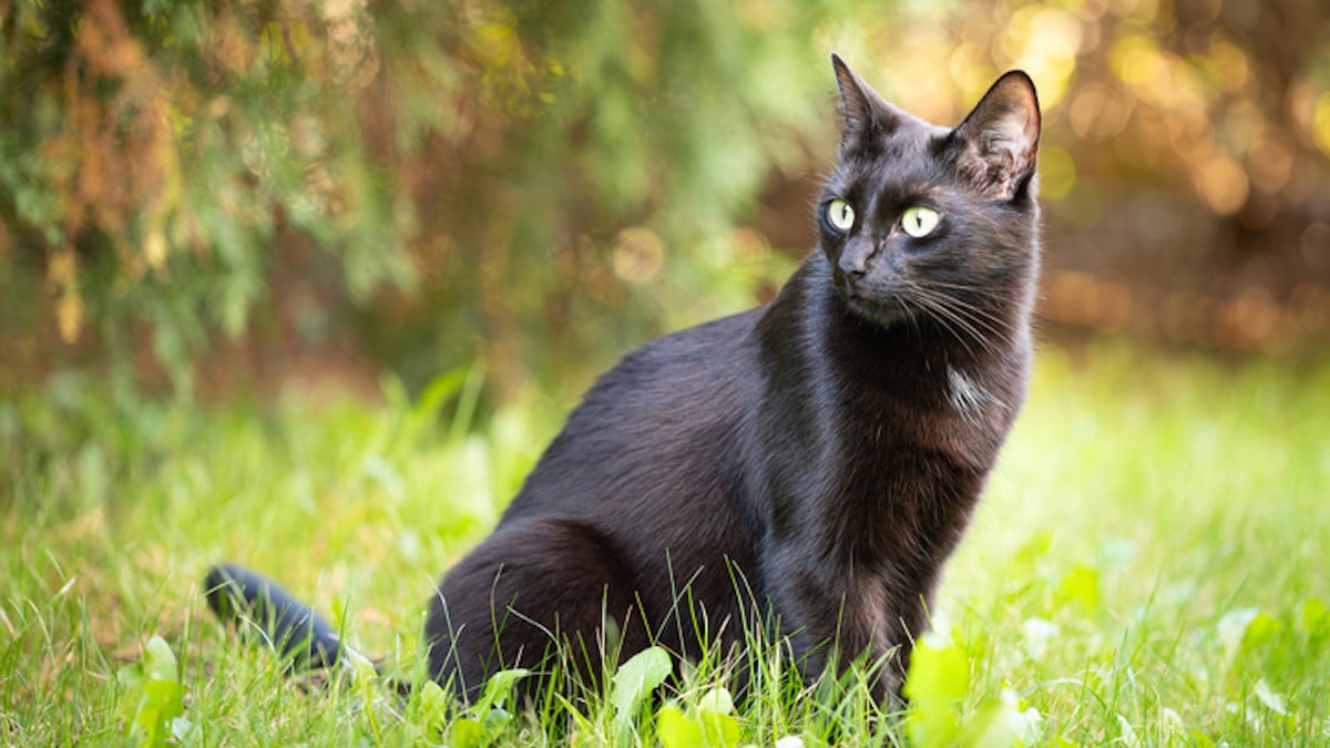 Un retraité tue le chat de sa voisine d'une balle dans la tête car il... traversait son jardin