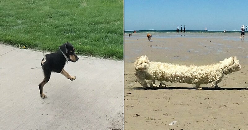 18 photos de chiens en mode panorama qui vont égayer votre journée