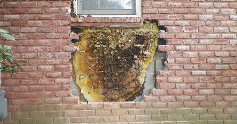 En retirant peu à peu les briques de sa maison, il découvre une énorme ruche cachée dans le mur