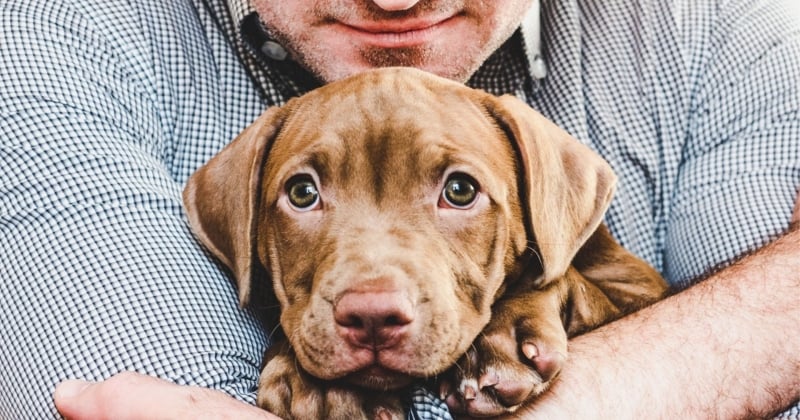 Les choses à savoir avant d'adopter un chien
