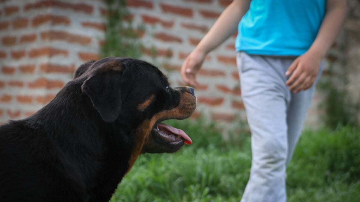 Laissé seul chez lui, un enfant de 9 ans se fait tuer par le rottweiler de la famille