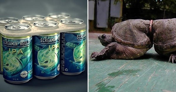 Choquée par les images d'animaux tués par les déchets, une compagnie crée des packs de bières comestibles pour sauver la faune marine.