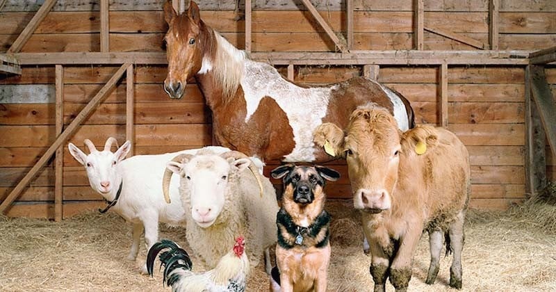 Ce photographe s'amuse à tirer des portraits des animaux de la ferme comme s'ils formaient une véritable famille