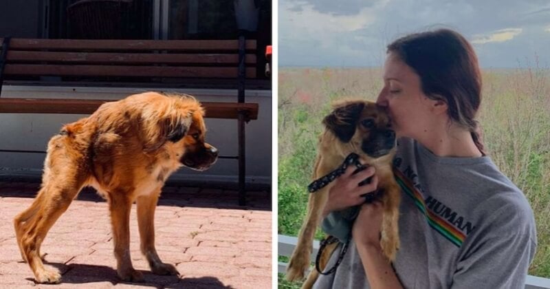 Cette chienne, née avec une malformation à la colonne vertébrale, ne se rend pas compte qu'elle est différente grâce à sa maîtresse	