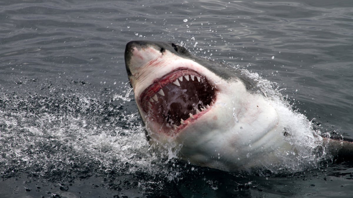  Elle meurt dévorée par un grand requin blanc de 6 mètres, sous les yeux horrifiés de ses enfants