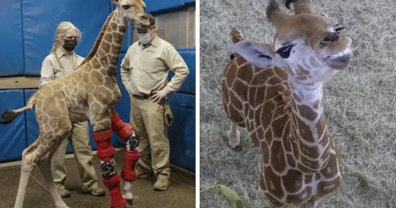 Aux États-Unis, un girafon handicapé réapprend à marcher grâce à une paire d'attelles 