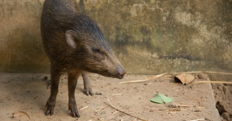 Le sanglier nain est de retour en Inde, après avoir frôlé l'extinction