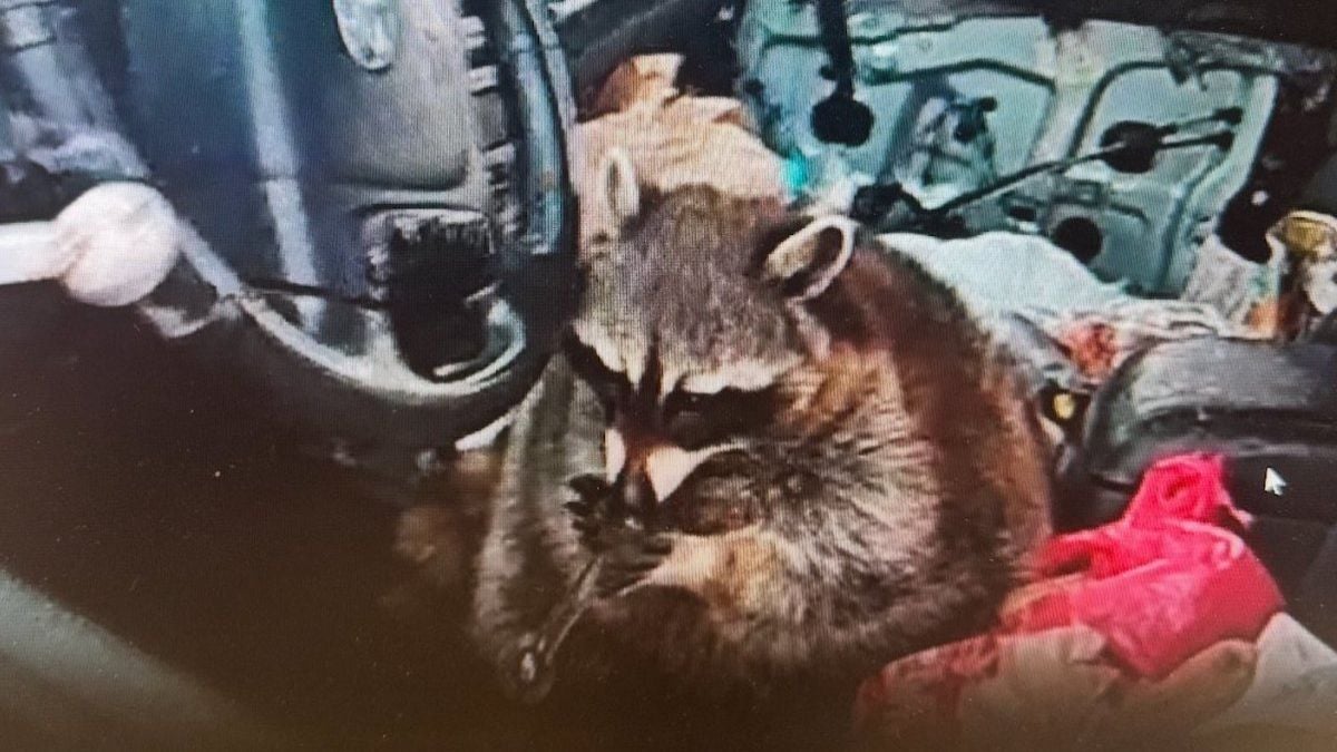 Capture d'écran montrant le raton laveur en train d'attraper une pipe en verre 