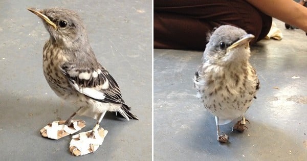 À cause de ses pattes désarticulées, cet oiseau ne pouvait plus vivre normalement... jusqu'à ce qu'on lui fabrique des mini-raquettes !
