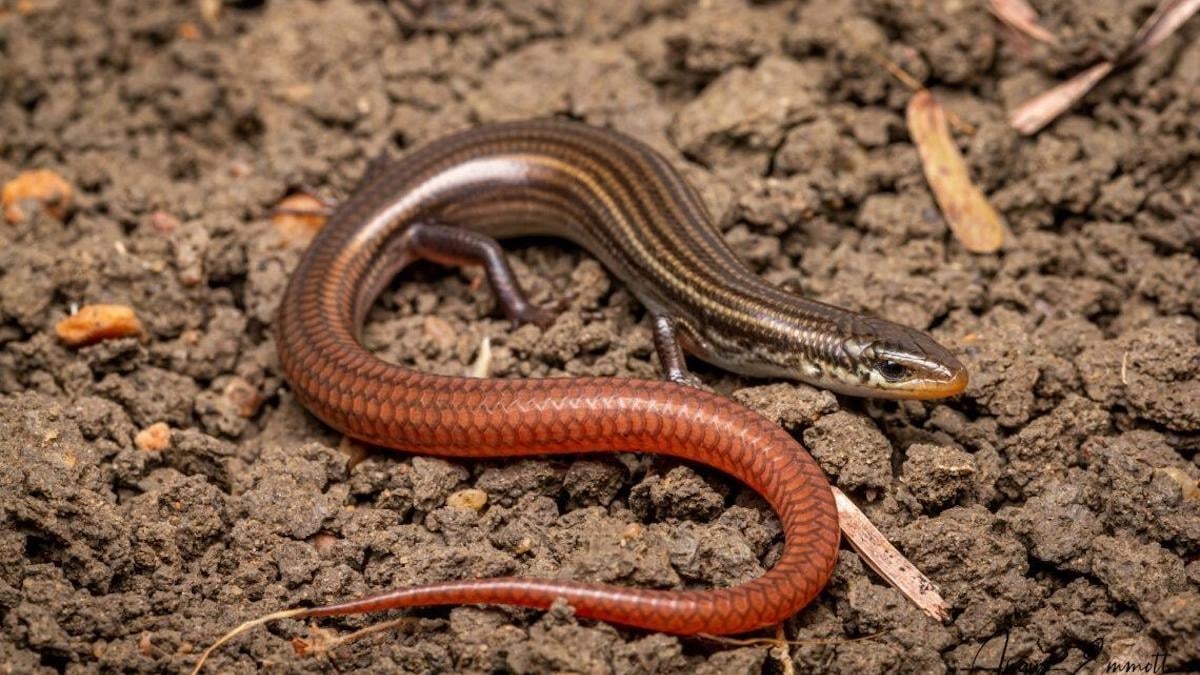 Thought to be extinct for 40 years, a species of golden snake-tailed lizard is making a comeback.