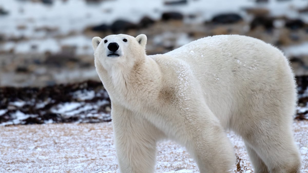 En Norvège, des ours polaires se portent incroyablement bien malgré la fonte des glaces