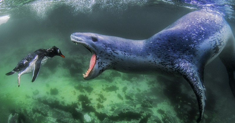 Ces photos des lauréats du « Siena International Photo Awards » sont sublimes