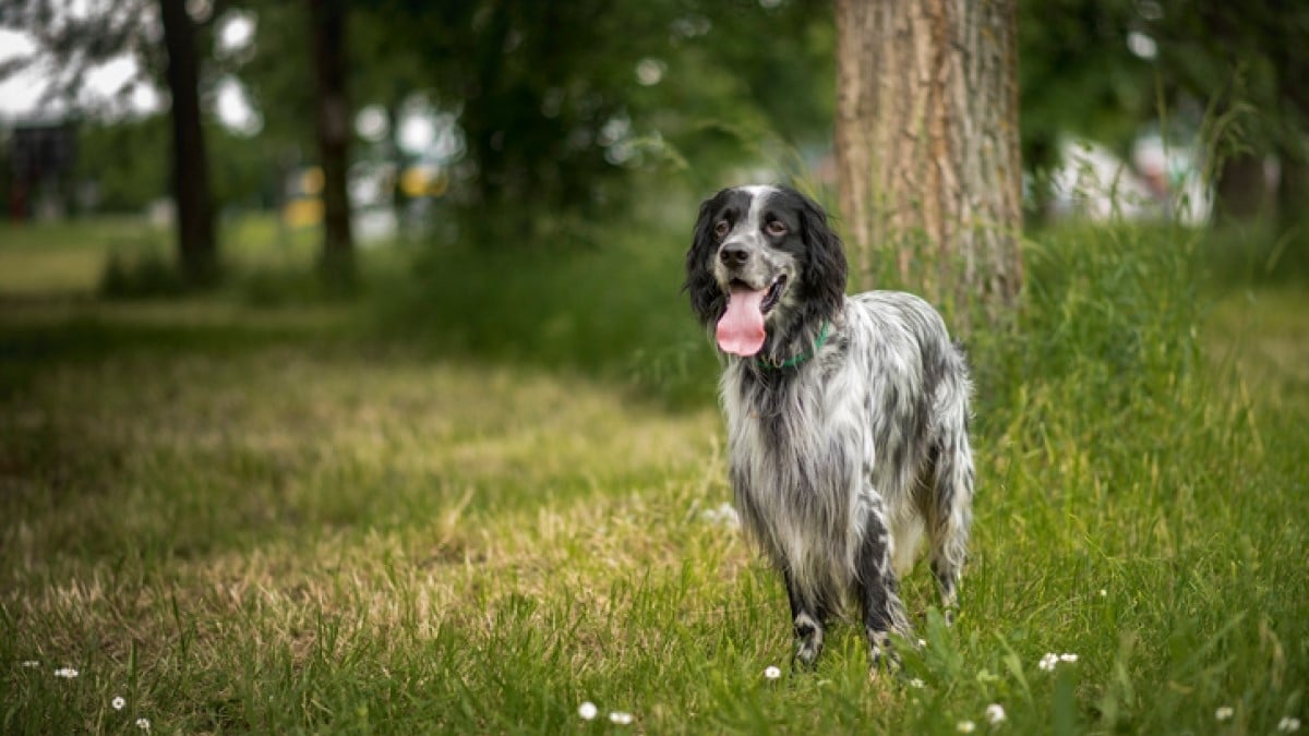 En Bretagne, une chienne volée à la SPA a été retrouvée en vie le long d'une route