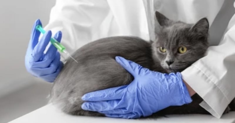 Doit-on vacciner son chat d'intérieur ou chat d'appartement ?