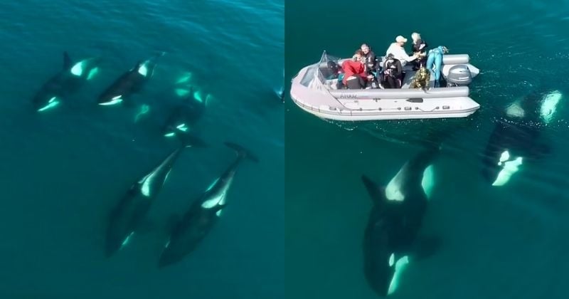 Cette famille d'orques vient à la rencontre de plongeurs russes dans le Pacifique nord