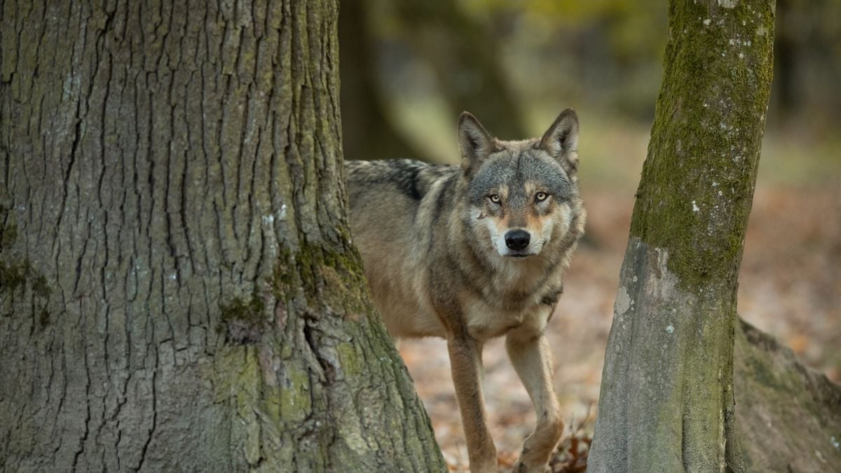 Un loup attaque une enfant de 5 ans sur une plage, sous les yeux de sa mère horrifiée