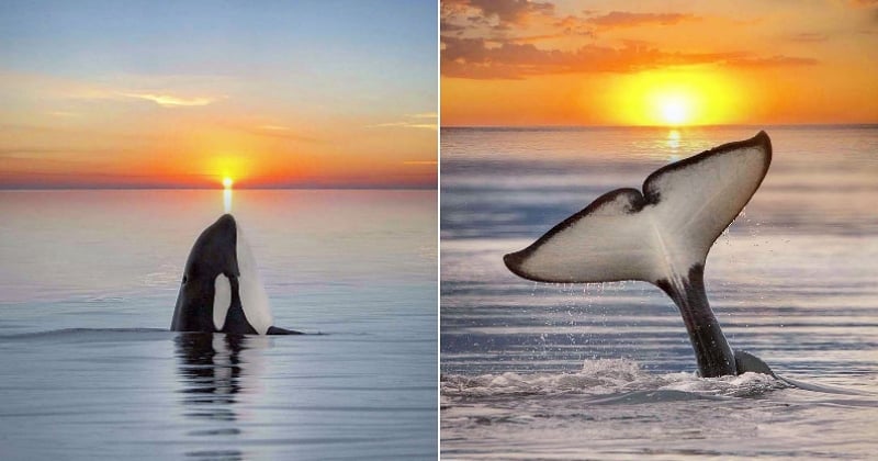 Ces photos d'orques face au coucher de soleil sont juste exceptionnelles