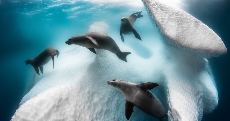 Les 15 plus belles photos sous-marines de l'année récompensées au concours Underwater Photographer of the Year