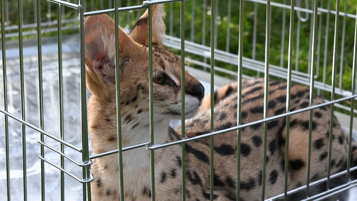 Un serval en liberté a été capturé en pleine rue dans le Territoire de Belfort 