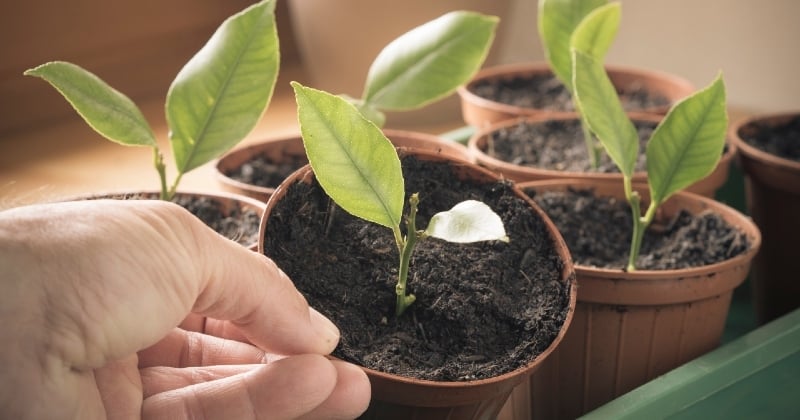 Comment planter du citron dans une tasse pour que la maison sente toujours bon ?